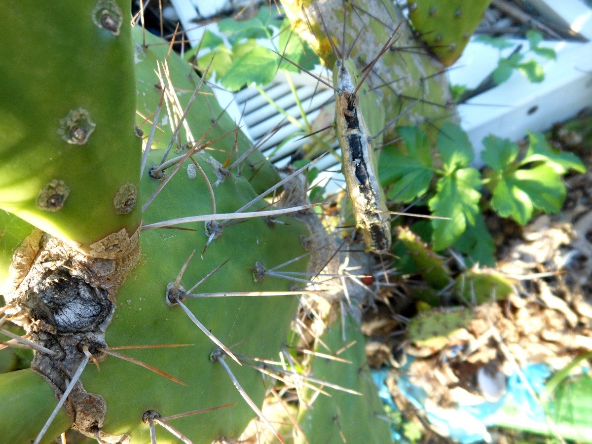 Opuntia monacantha / Fico d''India monospina